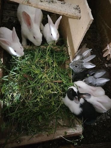 balaca pişik: Yeni doğulmuşdan ev şəraitində böyüdülmüş dovşanlar 9bala 1 ana dovsan — 3