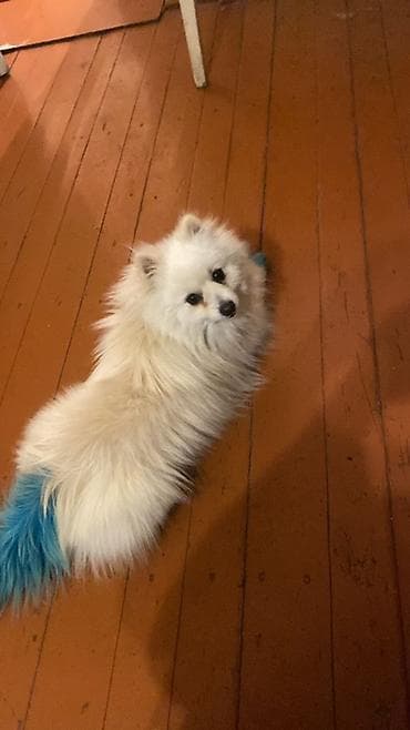 Şpitz, 11 ay, Erkek, Ünvandan götürmə