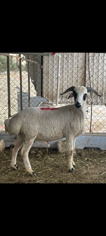 qurbanliq quzular: Qurbanlıq quzu və qocların kəsilib pay pay paketlənib ünvana — 1