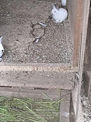 Ağ rəngli ev dovşanları Kaliforniya sort qırmızı göz dovşan balaları 2