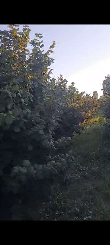 dekorativ dibçək gülləri: Salam.60 Sot findiq baqi 10 ilik və 6 ilik aqaclardi tam meyveye — 5