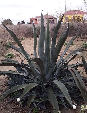 Çöl bitkiləri: Şuvalanda bağımızdadı. Ətraflı məlumat üçün zəng edin — 2