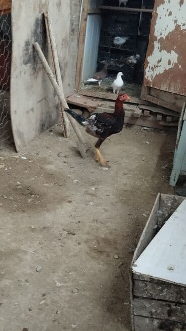 pulsuz itlerin verilmesi: Toyuq cücələri, Ətlik, Rayonlara çatdırılma — 3