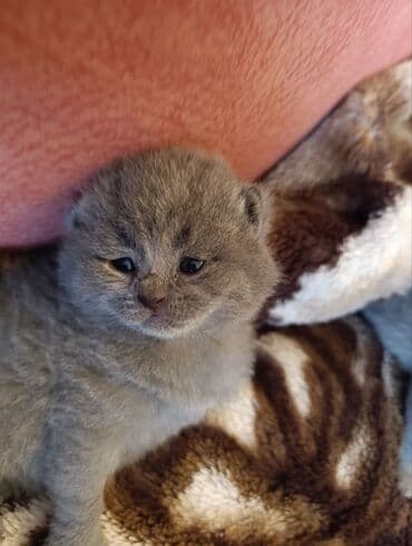 Çəngəllər: Boz rəngli, tüklü balaca pişik balaları - Növ: ev pişiyi (qısa tüklü — 4