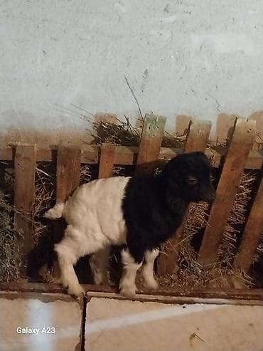 südlü inəklər: Qarışıq rəngli (qara-ağ) balaca keçi (oğlaq) - Cins: yerli — 1