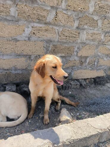 çoban iti satisi: Retriever, 10 ay, Erkek, Ödənişli çatdırılma — 3