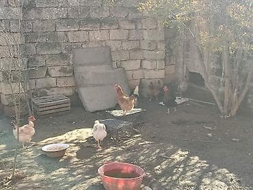toyuq cuce: Kent toyuqları və xoruzlar satılır Cem şəkildə toyuqlar gündəlik — 3
