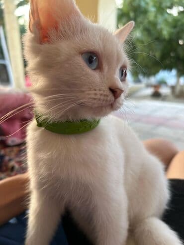 pişik ucuz: Dişi, Yaxşı əllərə, Ödənişli çatdırılma — 4