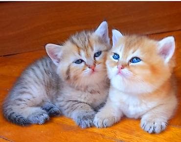 Britan, Erkək, Yaxşı əllərə, Ünvandan götürmə