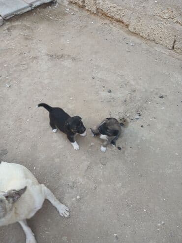 cau cau iti satilir: Məhsul: Balaca it balaları Təsvir: - Şirin balalar – bir neçəsi — 6