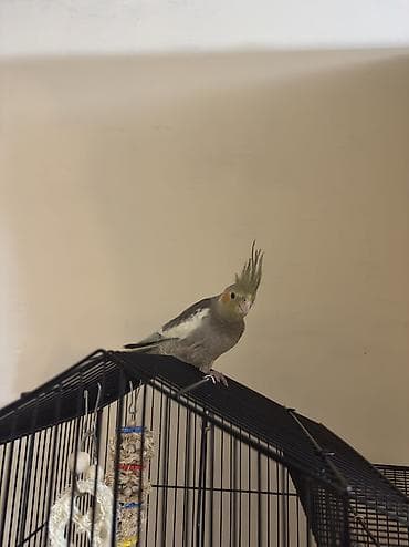 papuqay quş: AĞCABƏDİ RAYONU ÖZ YETİŞDİRDİYİMİZ BALALAR . ƏLƏ ÖYRƏŞMİŞ DİŞLƏMİRLƏR — 6