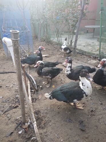 kayuqa ordek: Muscovy ördəkləri (hind ördəyi) – qara-ağ rəngli sürü - Növ — 3