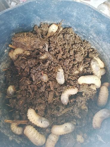 dovşan yemi: Qurdcuq (skarab/May böcəyi sürfələri) – canlı yem və kompostlaşdırma — 1