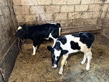 smental dana: 1 erkek 1 dişi — 5