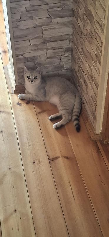 pişik cutlesdirmek: Britan Erkək 5 aylıq sağlam pişikdi vaksini qurd dərməanı olunub.arada — 4