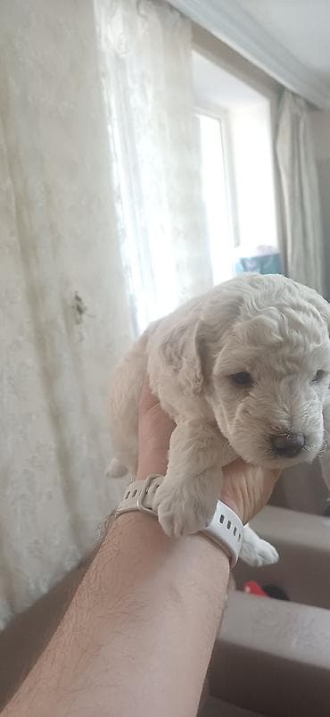 it: Pudel, 1 ay, Erkek, Ödənişli çatdırılma — 7