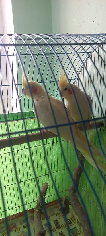 taxta yeşik: Salam Erkek Satilir Tam cute hazir Yas yarimliq.Disi uctu deye tek — 6