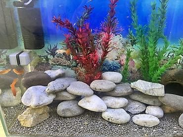 yumru akvariumlar: Dördbucaq akvarium, Balıqlarla birlikdə, 90 l, Ödənişli çatdırılma — 5