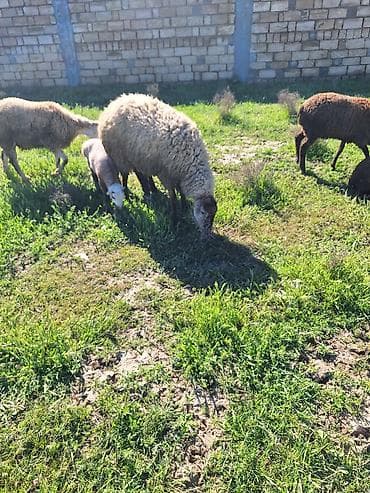 binə atciliq: 1ci qadınına toxludu hələ dişdə dəyişməyib balası dişdi — 3