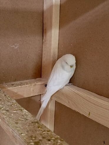 хаски цена в баку: Quşlar satılır 6 aylıq jumbo cüt 200manat 1 yaş 8 aylıq jumbo qarışıg — 7