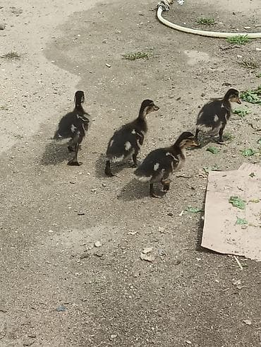 Сельхоз птицы: 25 günlük Təmiz yaşılbaş çöl ördəyi balasi satilir. real alıcılar — 4