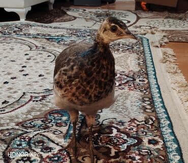 значок хары бюльбюль купить: 3denesi 500 manat — 1