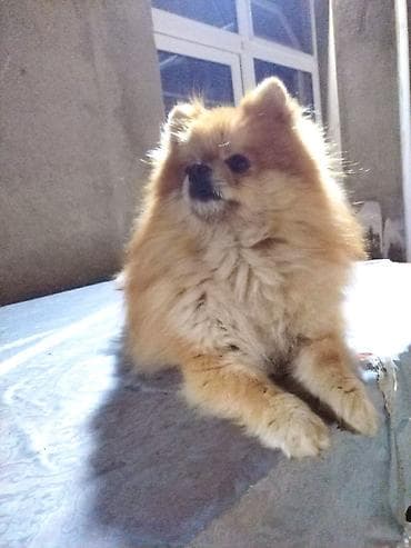 Şpitz, 2 il, Erkek, Cütləşmə üçün