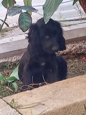 купить щенка кане корсо: Кокер спаниель, 3 месяца, Самец, Самовывоз — 2