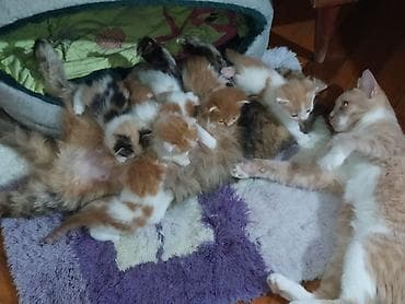 en yaxsi bugda sortu: Dişi, Yaxşı əllərə — 3