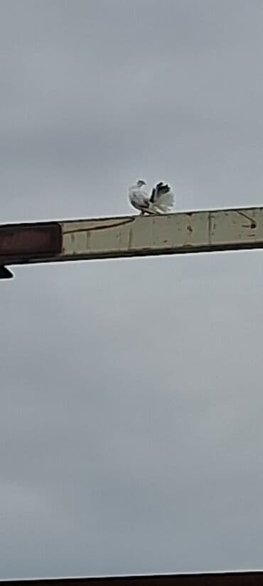 geref qusu rus dilinde: Salam olsun her bir kese bele bir göyercin var 13 ededdir hamsıda — 2