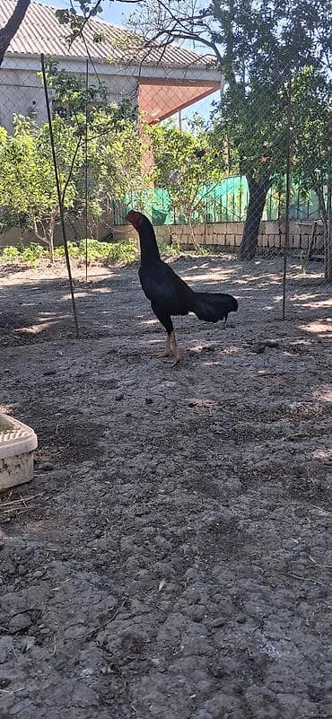 Heyratı beçə satılır 7 aylıqdı təzə təzə aylır döyüşməmiş çolpadı at lalafo.az Heyratı beçə satılır 7 aylıqdı təzə təzə aylır döyüşməmiş çolpadı