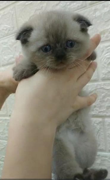 pişik erkek: Erkək — 2