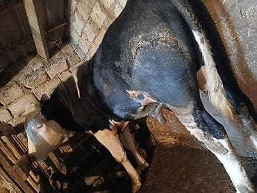 Gəmiricilər: Dana, buzov, Erkək, Simental, ay: 1, 220 kq, Ətlik, Ünvandan götürmə — 5