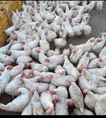 cins piwikler: Ağ rəngli toyuqlar – yumurta və ətlik istiqamət üçün - Cins: ağ — 1