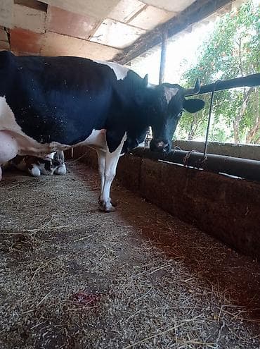 balalı inək: 3qarınadi bugün doğub super heyvandı 10 litr bulama sağmısam heyvan — 7