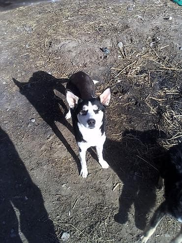 alabay itləri: Xaski 8 Aylk Dişidir 8 Aylk 25 azn — 1