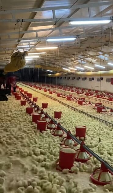 cücə: Toyuq cücələri, Ətlik, Pulsuz çatdırılma — 3