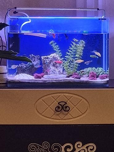 Heyvanlar: Sülhsevər — 2