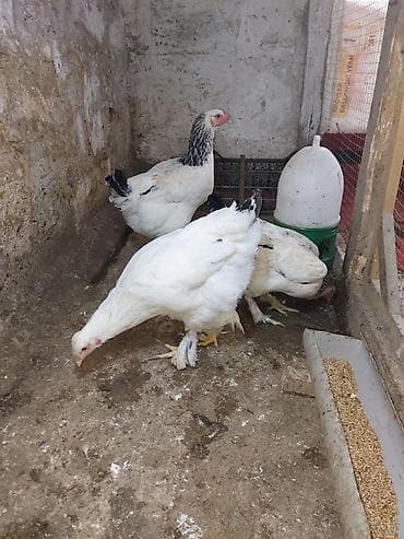 Собаки: Brahma cinsli toyuqlar 4 ədəd yumurtayan brahama fərə satılır. qiymət — 1