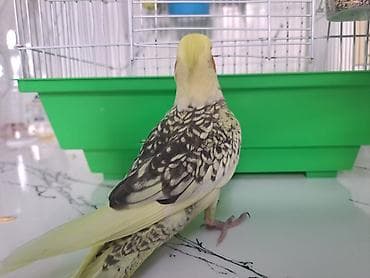 Amadinlər: El qusu korella balasi 3aylig sebetsiz verilir — 3