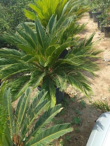 ищу работу садовник на дачу: Salam bağ evlərində, Abyektlərdə parklarda bağban xidməti görülür — 12