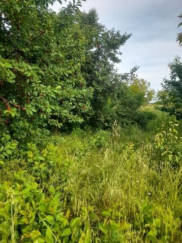 şərifzadə kucəsində satılan evlər: Kənd təsərrüfatı — 6