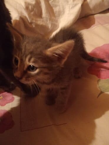 pişim: Şotland, Dişi, Yaxşı əllərə, Ünvandan götürmə — 1