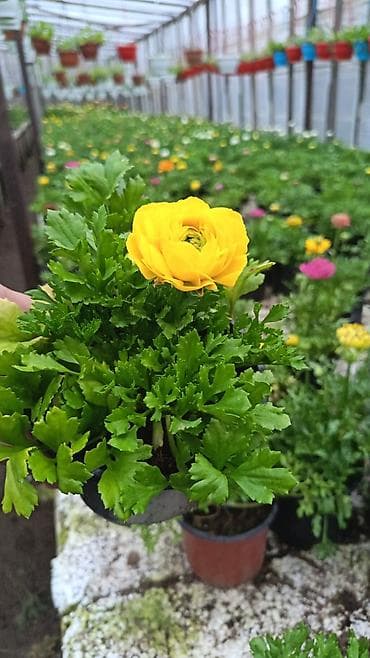 Məhsul: İstixanada yetişdirilən dekorativ çiçəkli saksı bitkiləri