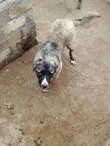 toy pudel satisi: 1 il, Erkek, Peyvəndli, Ödənişli çatdırılma — 5