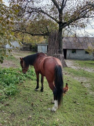 heyvanlara verilen adlar: Самец, лет: 9 — 1