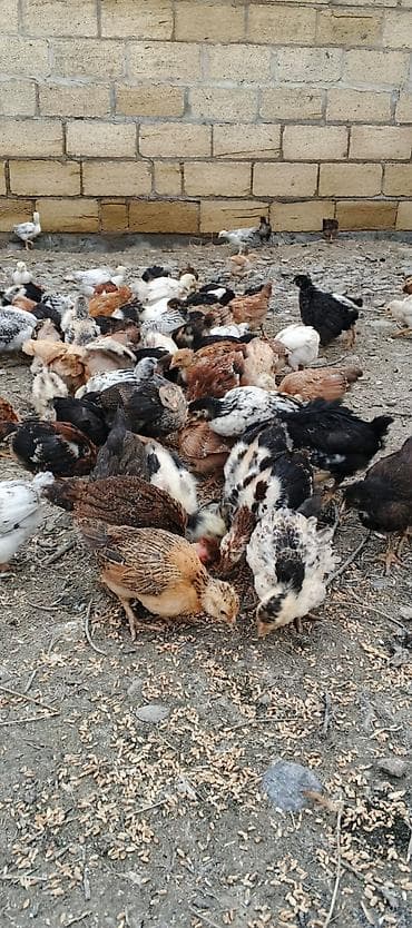 Toyuq cücələri, Damazlıq