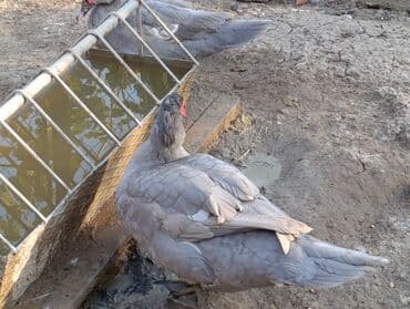 pinqivin ordek: LAVANDA lal ördekler. 8 aylıq erkeylerdi .damazdiq heyvanlardi.temiz — 4