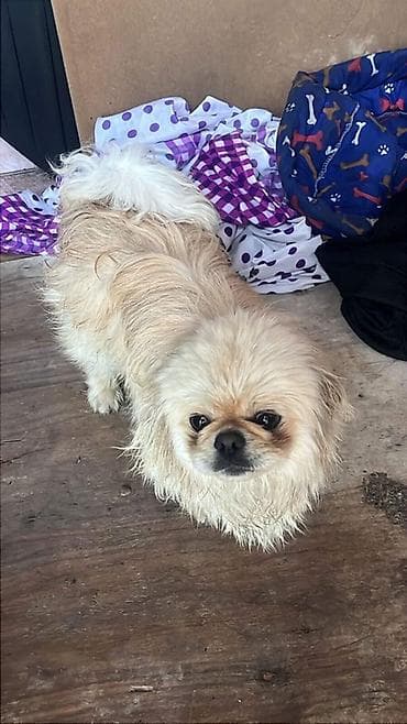 ev heyvanı: Пекинес, 9 месяцев, Самец — 4