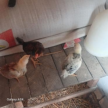 pedigree it yemi: Toyuq cücələri, Ətlik, Rayonlara çatdırılma — 1